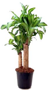 Backster Plantes | Dossier Observatoire Zététique