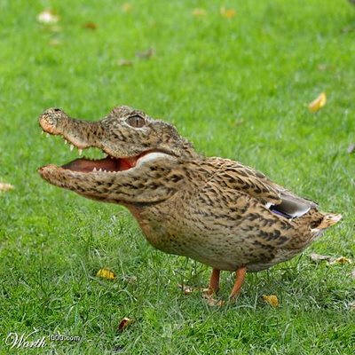 Crocanard