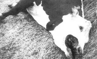 Vache mutilée