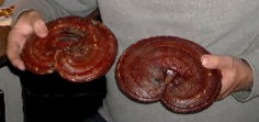 Reishi
