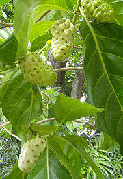 Noni Noni