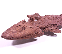 Le tiktaalik