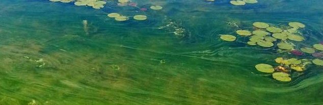 Algues bleu-vert Algues bleu-vert