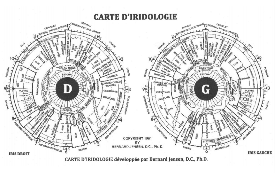 Carte d'iridologie de Jensen