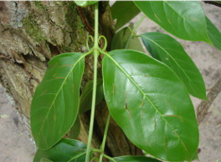 Uncaria tomentosa (image © wikipédia)
