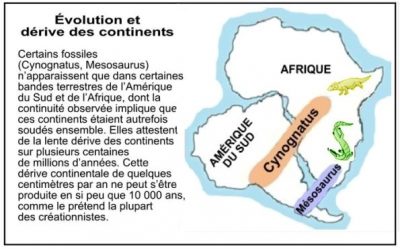 Évolution et dérive des continents : sur une carte qui rapproche l’Amérique du Sud et l’Afrique, les zones fossiles du Cynognathus et du Mesosaurus se prolongent d’un continent à l’autre. Certains fossiles (Cynognatus, Mesosaurus) n’apparaissent que dans certaines bandes terrestres de l’Amérique du Sud et de l’Afrique, dont la continuité observée implique que ces continents étaient autrefois soudés ensemble. Elles attestent de la lente dérive des continents sur plusieurs centaines de millions d’années. Cette dérive continentale de quelques centimètres par an ne peut s’être produite en si peu que 10 000 ans, comme le prétend la plupart des créationnistes.
